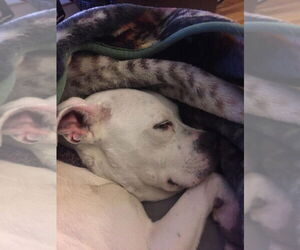 Cloud - Female Boxer-Unknown Mix Dog for Adoption - Photo #4