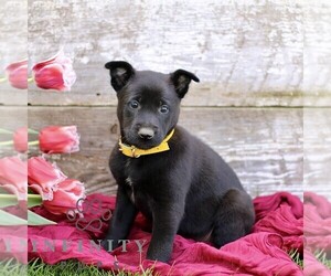 Belgian Malinois Puppy for sale in RONKS, PA, USA