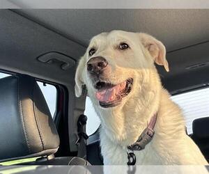German Shepherd Dog-Great Pyrenees Mix Dogs for adoption in Ames, IA, USA