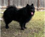 Small Pomeranian