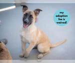 Small #2 Great Pyrenees Mix