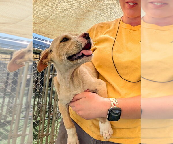 Medium Photo #7 Labbe Puppy For Sale in garner, NC, USA