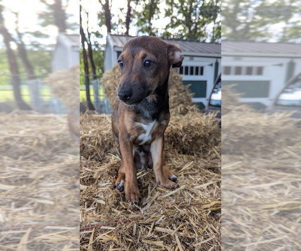 Medium Photo #4 Rat Terrier Puppy For Sale in WHITAKERS, NC, USA