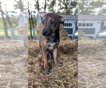 Small #3 Rat Terrier