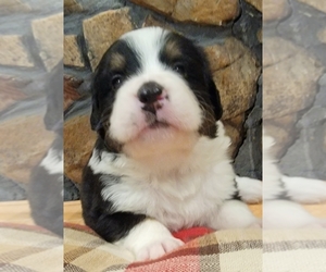 Bernese Mountain Dog-Great Bernese Mix Puppy for sale in ALBERTVILLE, AL, USA