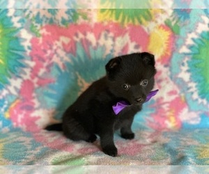 Schipperke Puppy for sale in LANCASTER, PA, USA