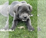 Puppy Puppy 2 Cane Corso