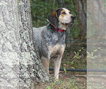 Small Photo #2 Bluetick Coonhound-Unknown Mix Puppy For Sale in Monterey, VA, USA