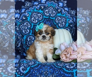 Shih Tzu Puppy for sale in OXFORD, PA, USA