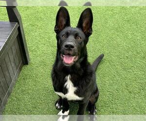 Shepradors Dogs for adoption in Orange, CA, USA