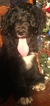 Small Photo #21 Aussiedoodle Puppy For Sale in ARBA, IN, USA