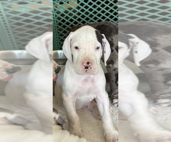 Medium Photo #8 Great Dane Puppy For Sale in PITTSBURG, CA, USA