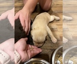 Small Photo #10 Labrador Retriever Puppy For Sale in MC LEANSBORO, IL, USA
