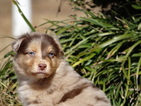 Small Photo #2 Australian Shepherd Puppy For Sale in OZARK, AR, USA