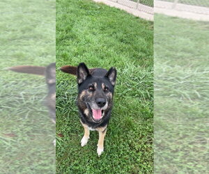 Loki - Male Gerberian Shepsky Dog for Adoption - Photo #4