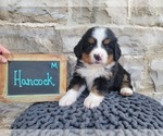 Puppy 10 Bernese Mountain Dog-Cavalier King Charles Spaniel Mix