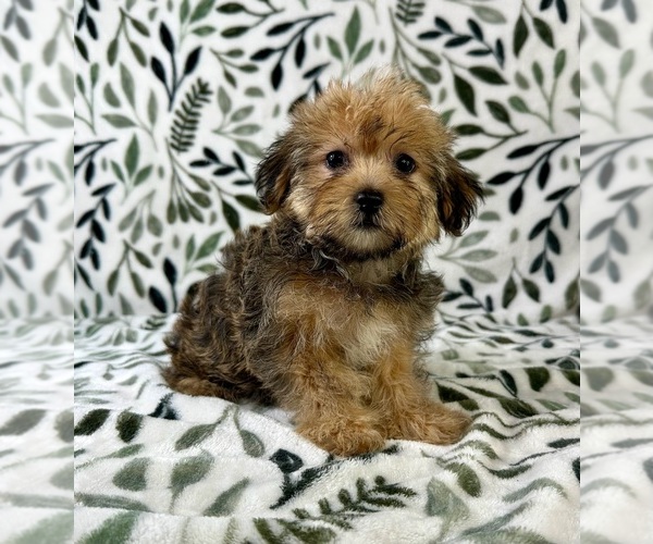 Medium Photo #3 Shorkie Tzu Puppy For Sale in GREENFIELD, IN, USA