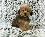 Small #2 Shorkie Tzu