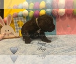 Small #1 Cockapoo