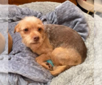 Small Photo #1 Silky Terrier-Unknown Mix Puppy For Sale in Cranston, RI, USA