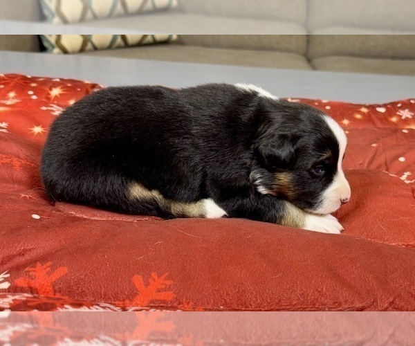 Medium Photo #92 Australian Shepherd Puppy For Sale in SALISBURY, NC, USA