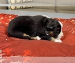 Small Photo #92 Australian Shepherd Puppy For Sale in SALISBURY, NC, USA