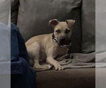 Small #3 American Staffordshire Terrier-Labrador Retriever Mix