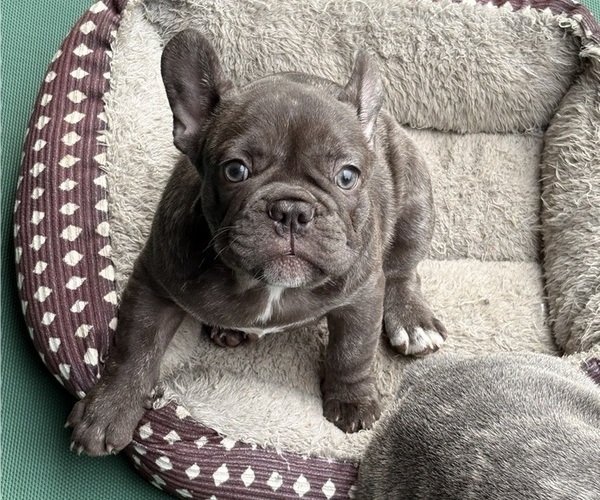 Medium Photo #1 French Bulldog Puppy For Sale in CAPE CORAL, FL, USA