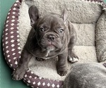 Puppy Lily French Bulldog