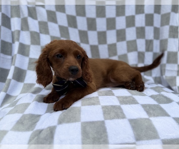 Medium Photo #4 Cavapoo (Miniature) Puppy For Sale in LAKELAND, FL, USA