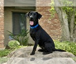 Small #4 Labrador Retriever Mix