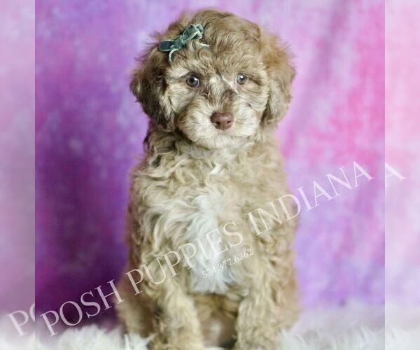 Medium Photo #68 Maltipoo (Miniature) Puppy For Sale in WARSAW, IN, USA