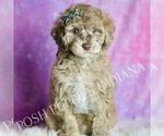 Small Photo #68 Maltipoo (Miniature) Puppy For Sale in WARSAW, IN, USA