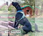 Small #1 Great Dane