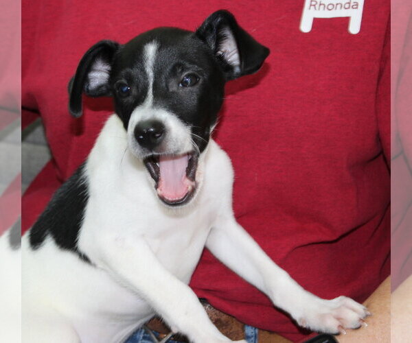 Medium Photo #4 Rat Terrier-Unknown Mix Puppy For Sale in Prattville, AL, USA