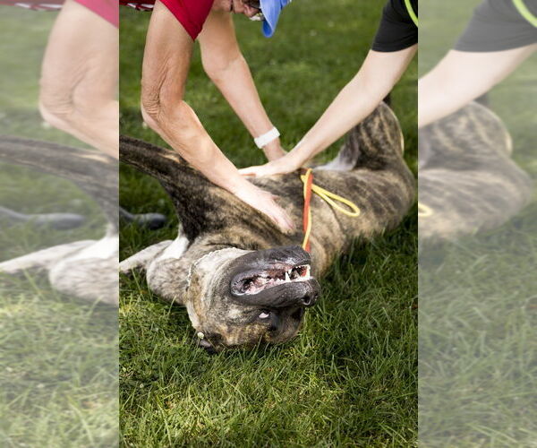 Medium Photo #2 Mastiff Puppy For Sale in Foristell, MO, USA