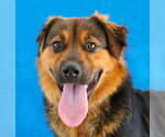 Small German Shepherd Dog Mix