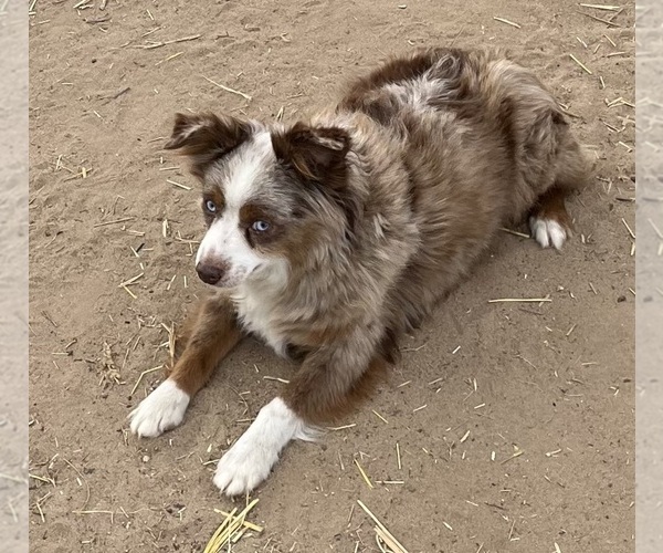 Medium Photo #3 Miniature Australian Shepherd Puppy For Sale in FORT MORGAN, CO, USA