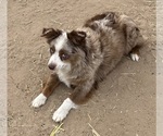 Small #2 Miniature Australian Shepherd
