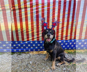 Mutt Dogs for adoption in Calhoun, GA, USA