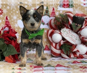 Australian Cattle Dog Puppy for sale in LANCASTER, PA, USA