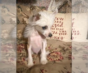 Chinese Crested Dogs for adoption in HENDERSON, KY, USA