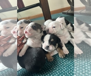 English Bulldog Puppy for sale in FLORISSANT, MO, USA