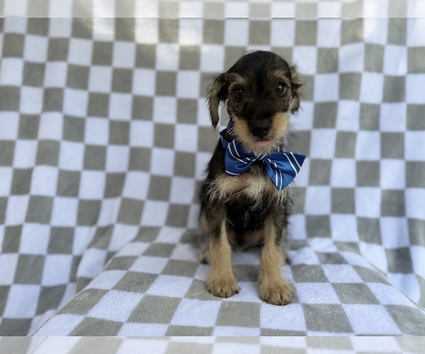 Medium Photo #3 Schnauzer (Miniature) Puppy For Sale in LAKELAND, FL, USA