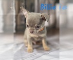 Small #8 Chihuahua