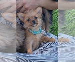 Small Photo #13 Yoranian Puppy For Sale in LEWISBURG, KY, USA