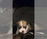 Puppy Freya Chihuahua-Mal-Shi Mix