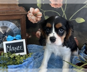 Cavalier King Charles Spaniel Puppy for sale in ABILENE, TX, USA
