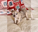 Small Photo #14 French Bulldog Puppy For Sale in CAPE CORAL, FL, USA