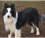 Small Photo #14 Border Collie Puppy For Sale in MOSIER, OR, USA